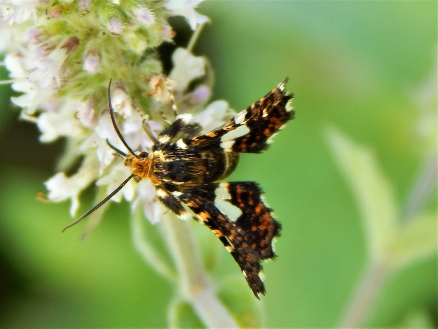 Thyris fenestrella - gyakori ablakosmoly
