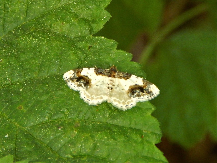 Ligdia adustata - barna levélaraszoló