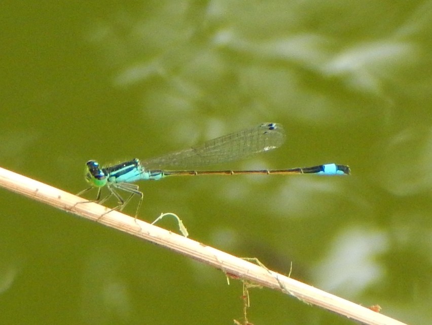 Ischnura elegans pontica - kéköves légivadász