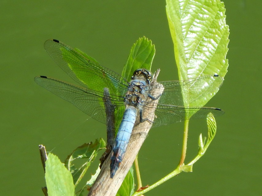 Orthetrum cancellatum - feketefarkú pásztorszitakötő