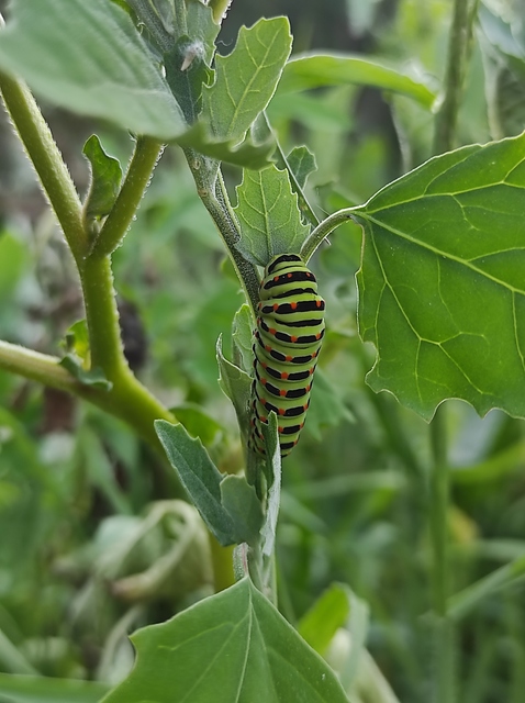 Papilio machaon - fecskefarkú lepke