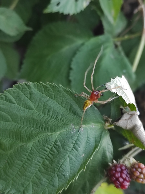 Cheiracanthium punctorium - mérges dajkapók