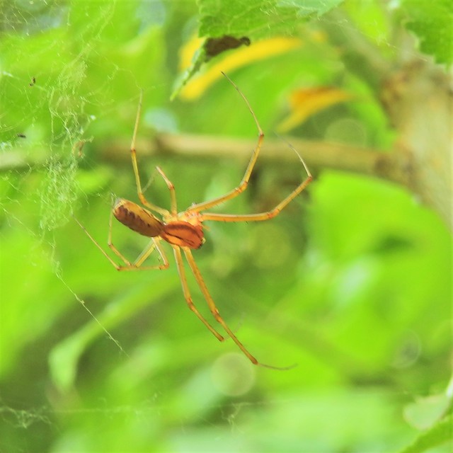 Linyphia triangularis - háromszöges vitorláspók