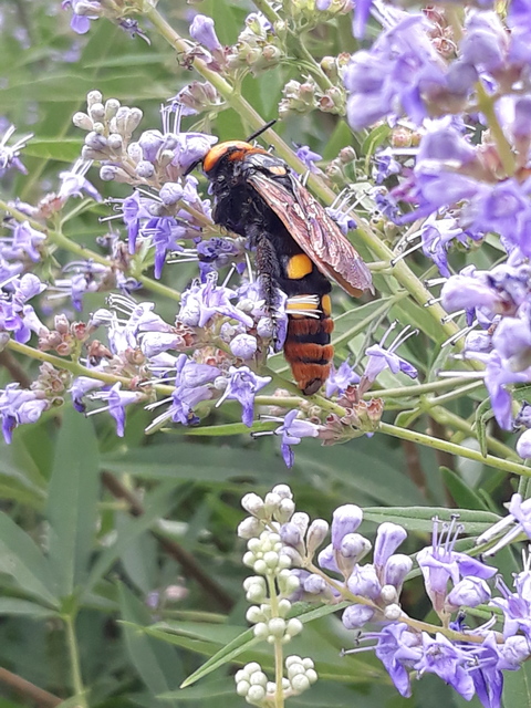 Megascolia maculata - óriás-tőrösdarázs