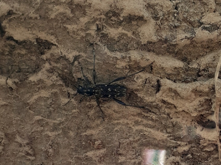 Xylotrechus rusticus - egérszínű darázscincér