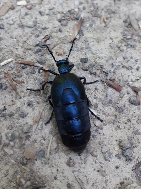 Meloe violaceus - kék nünüke