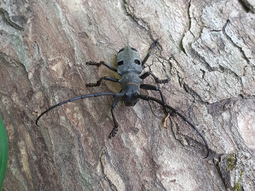 Morimus asper funereus - gyászcincér