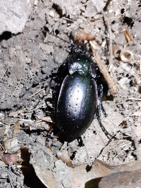 Carabus nemoralis - ligeti futrinka