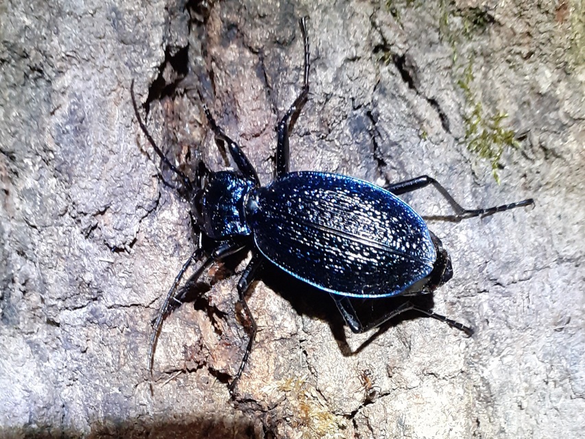 Carabus intricatus - kék laposfutrinka