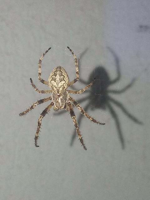 Larinioides ixobolus - ereszalji keresztespók