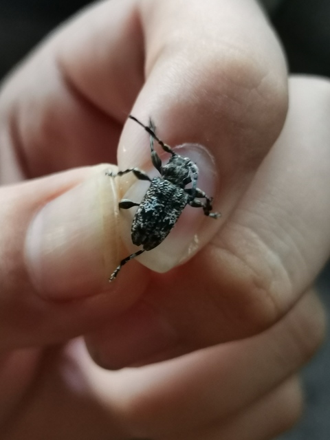 Aegomorphus clavipes - tarka cincér Aegomorphus clavipes - tarka cincér