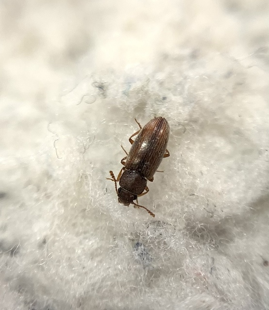 Leucohimatium langii - sárgás karcsútarbogár