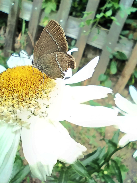 Satyrium spini - kökény-csücsköslepke