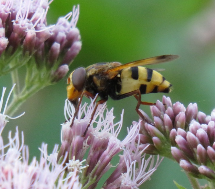 Volucella inanis - háromöves pihelégy