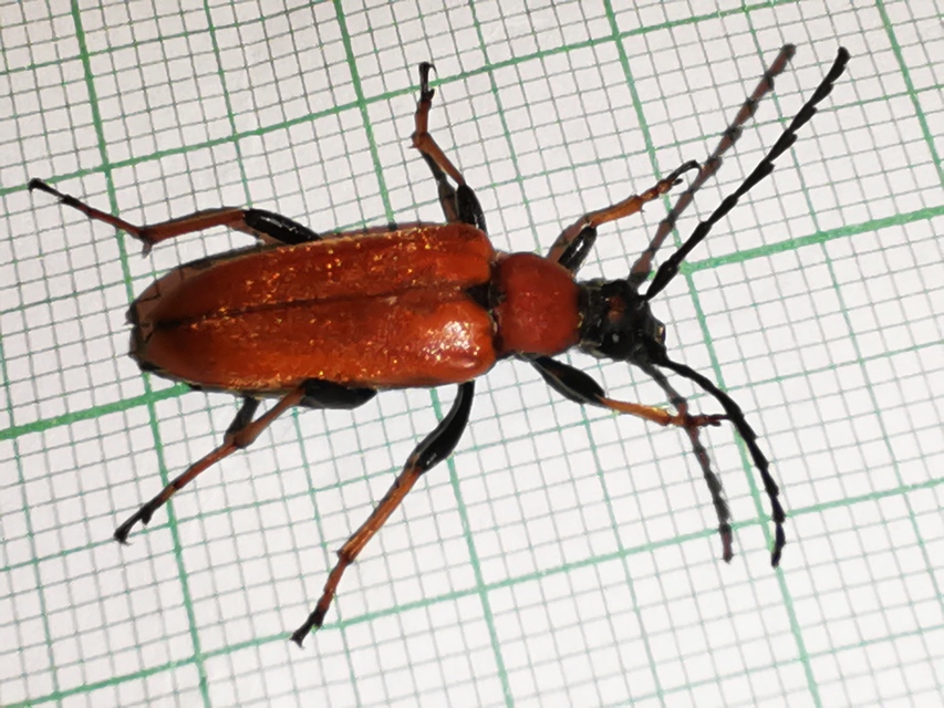 Stictoleptura rubra - vörös virágcincér