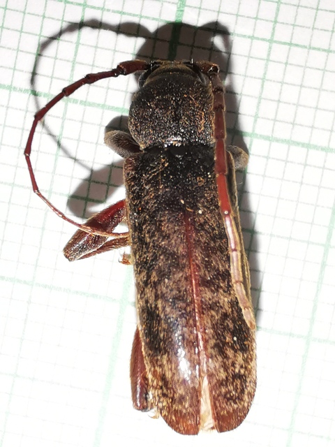 Trichoferus campestris - szállóvendég éjicincér