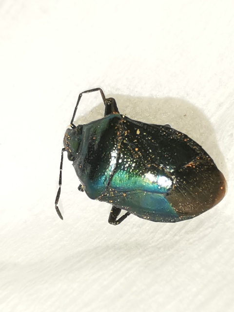 Zicrona caerulea - acélkék poloska Zicrona caerulea - acélkék poloska