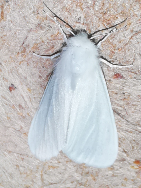 Hyphantria cunea - amerikai fehér medvelepke