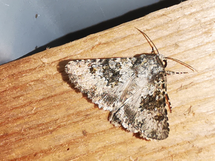 Hecatera dysodea - parajbagoly