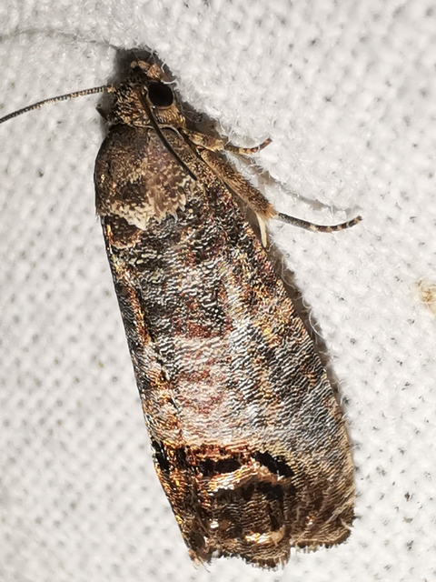 Cydia pomonella - almamoly