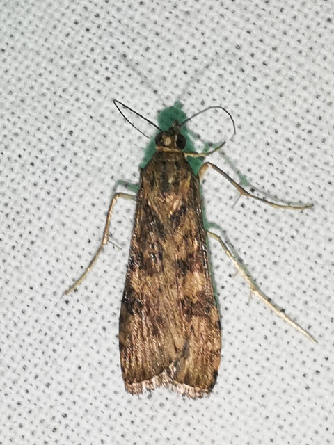 Nomophila noctuella - közönséges vándormoly