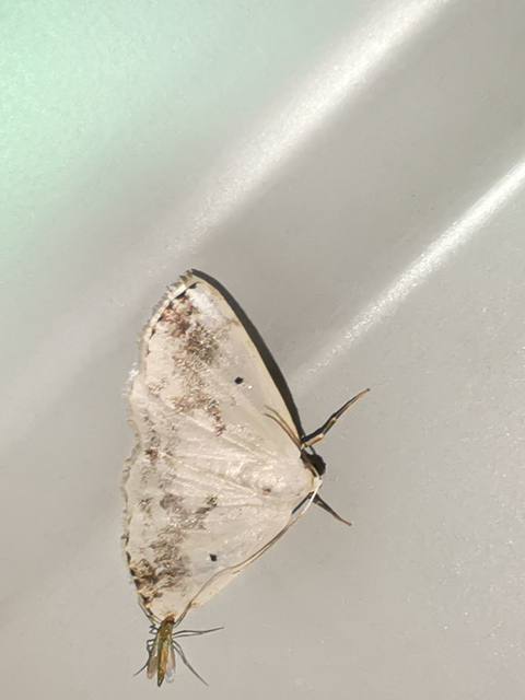 Lomographa temerata - foltos fehéraraszoló