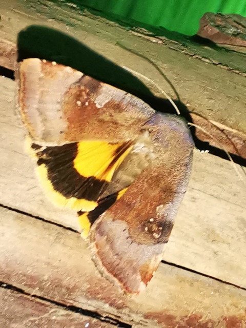 Noctua janthe - lappangó sárgafűbagoly