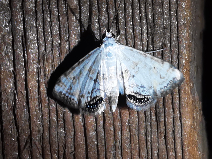 Cataclysta lemnata - békalencsemoly