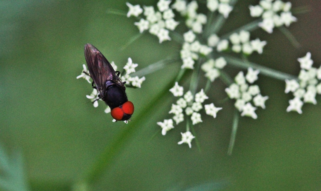 Syrphidae - zengőlegyek