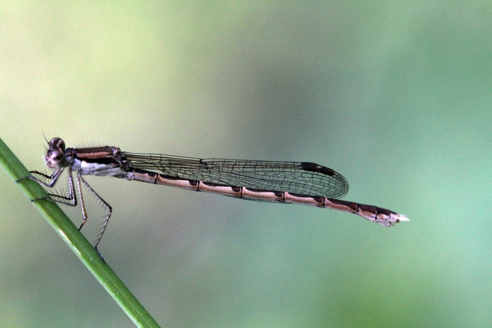 Sympecma fusca - téli rablószitakötő