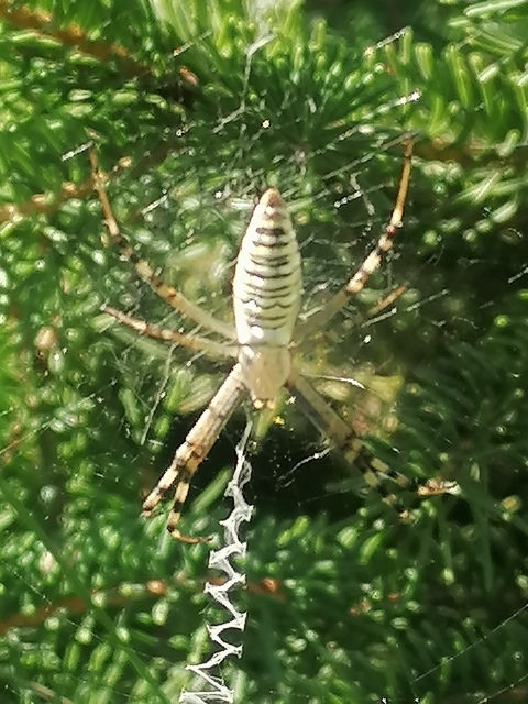 Argiope bruennichi - darázspók