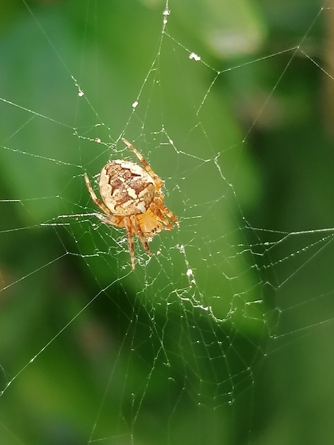 Araneus diadematus - koronás keresztespók