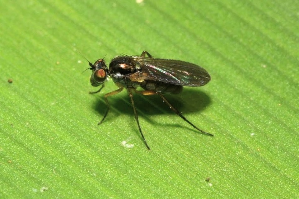 Dolichopodidae - szúnyoglábú legyek