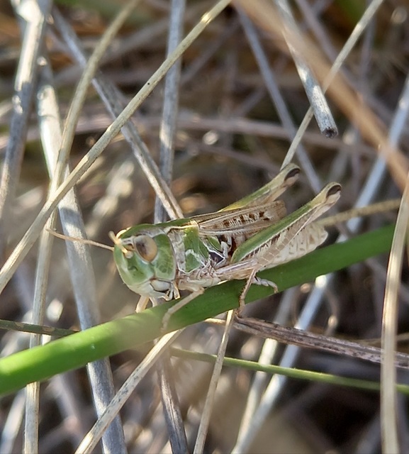 Stenobothrus nigromaculatus - sztyeppréti sáska