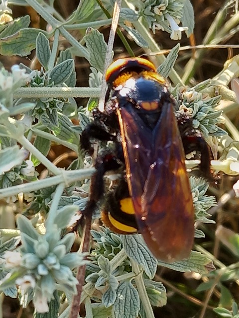 Megascolia maculata - óriás-tőrösdarázs