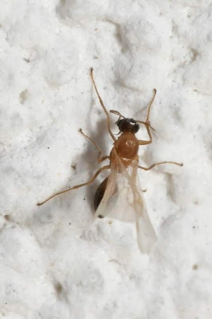 Colobopsis truncata - kapushangya