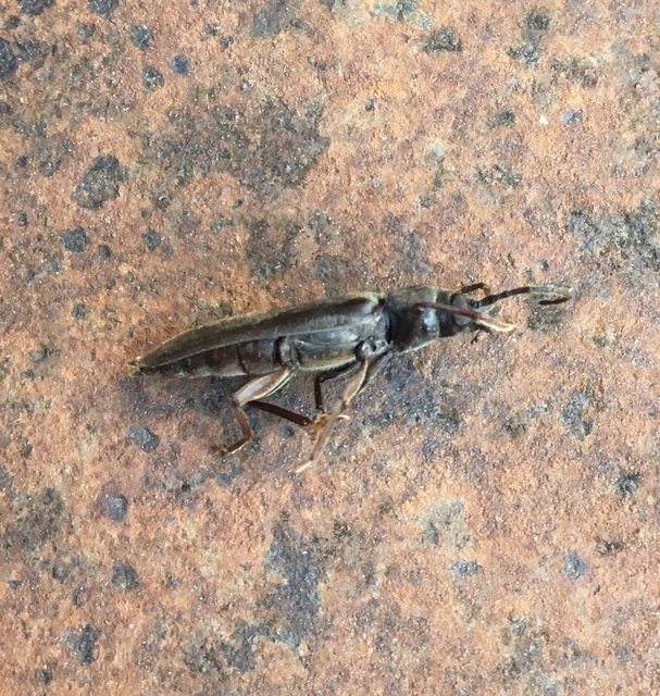 Arhopalus rusticus - gödrösnyakú cincér