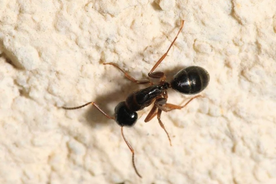 Camponotus fallax - ligeti lóhangya
