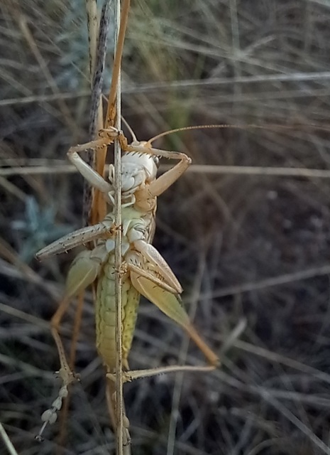 Gampsocleis glabra - tőrös szöcske