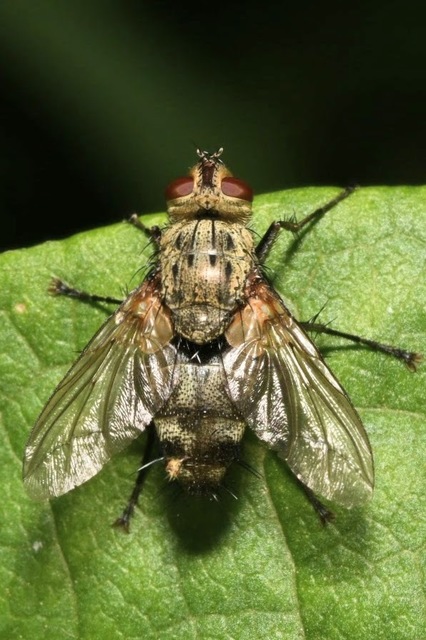 Microphthalma europaea