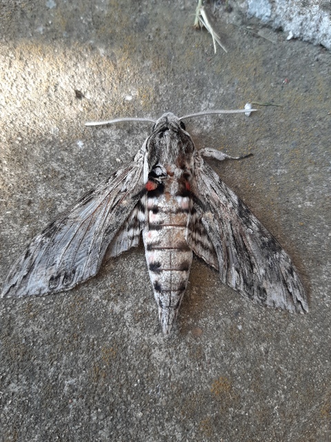 Agrius convolvuli - szulákszender