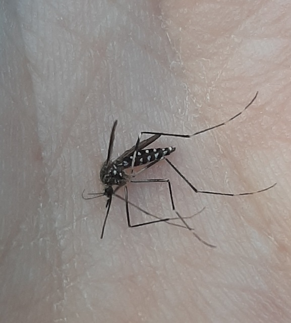 Diptera - Kétszárnyúak