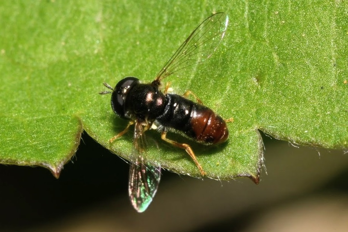 Paragus haemorrhous - gyakori fenyérzengőlégy