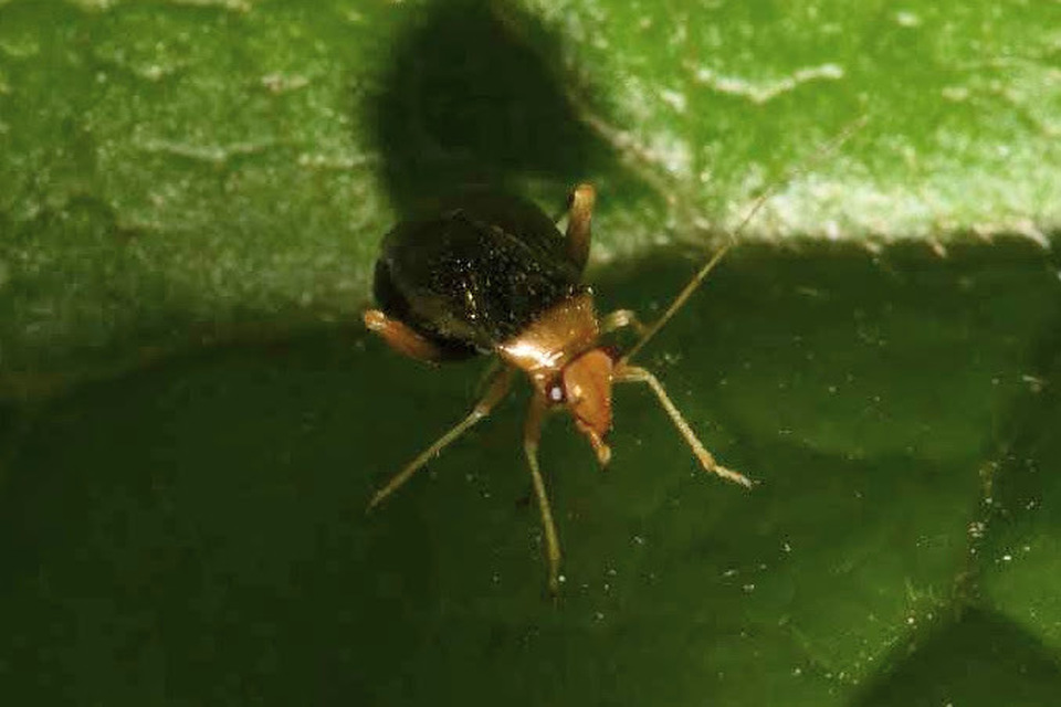 Halticus luteicollis - sárganyakú ugrópoloska