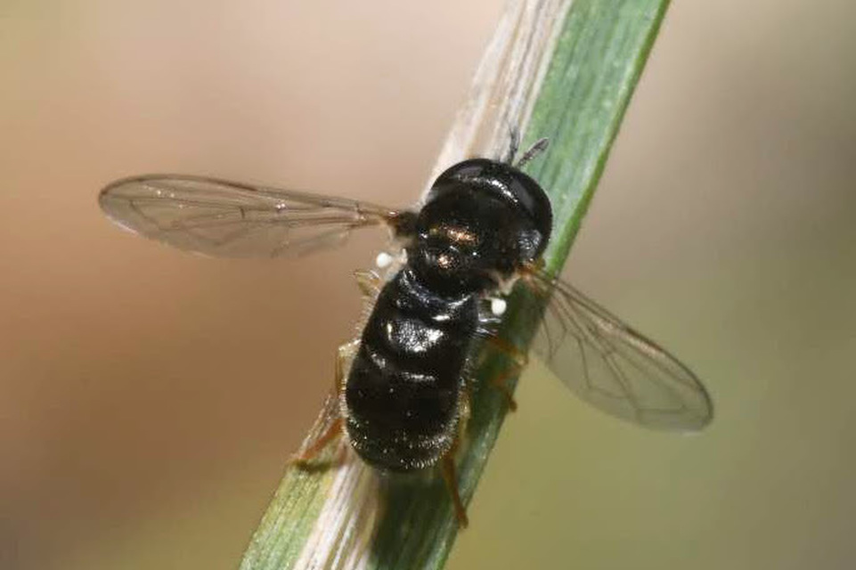 Paragus haemorrhous - gyakori fenyérzengőlégy