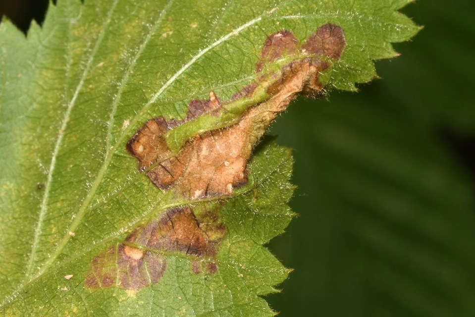 Coptotriche