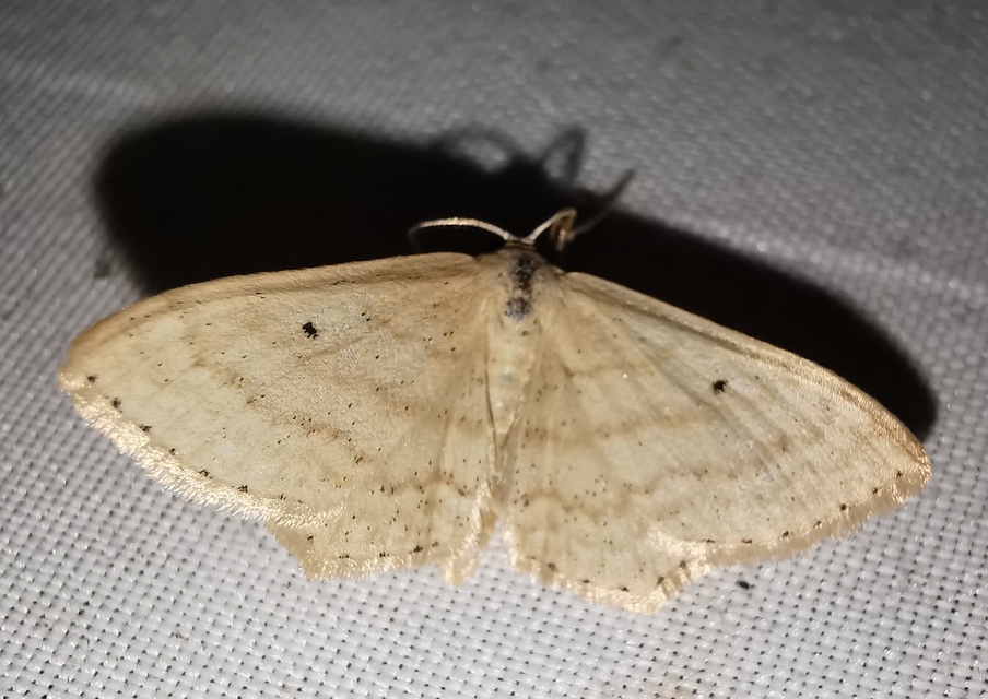 Scopula corrivalaria - lápi apróaraszoló
