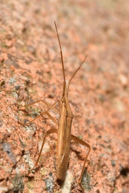 Stenodema