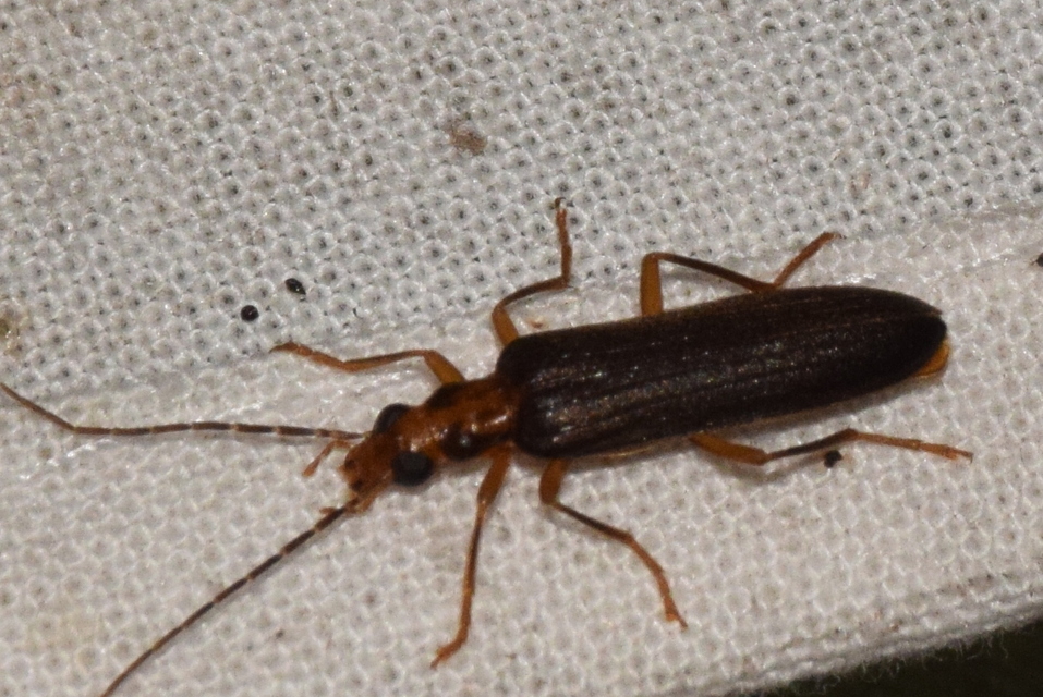 Nacerdes carniolica - karnóliai álcincér