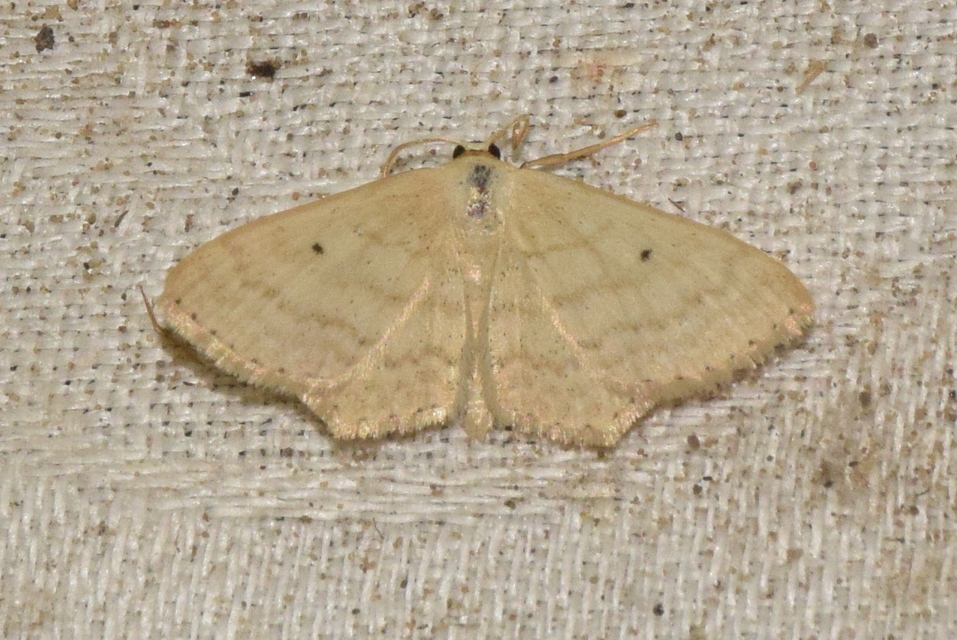 Scopula corrivalaria - lápi apróaraszoló